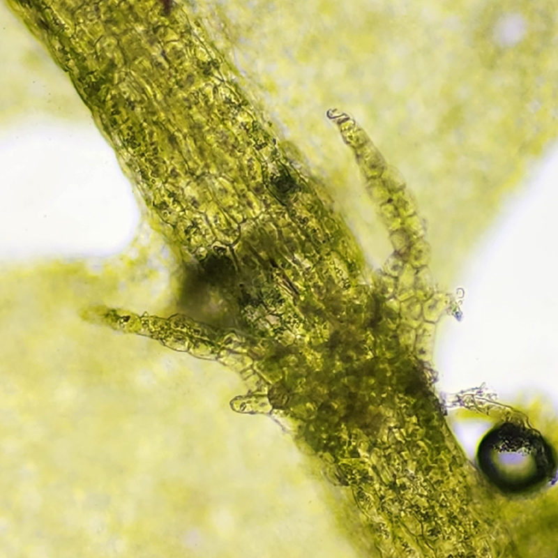 Lophocolea minor